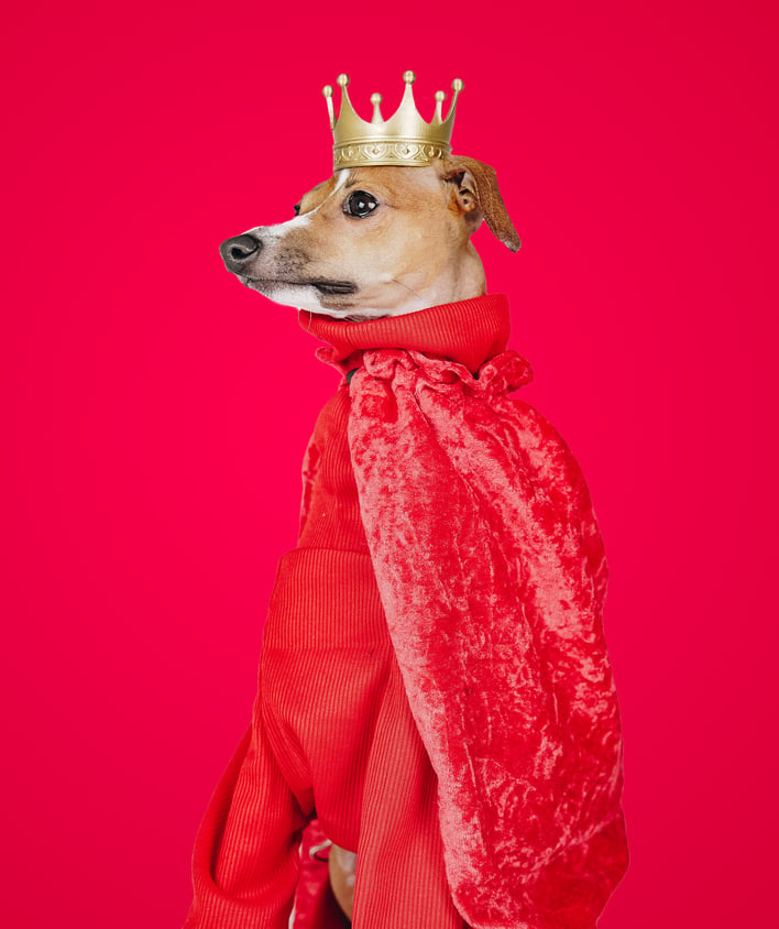 Portrait of Henry the Italian Greyhound